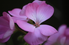 庭の花　５月