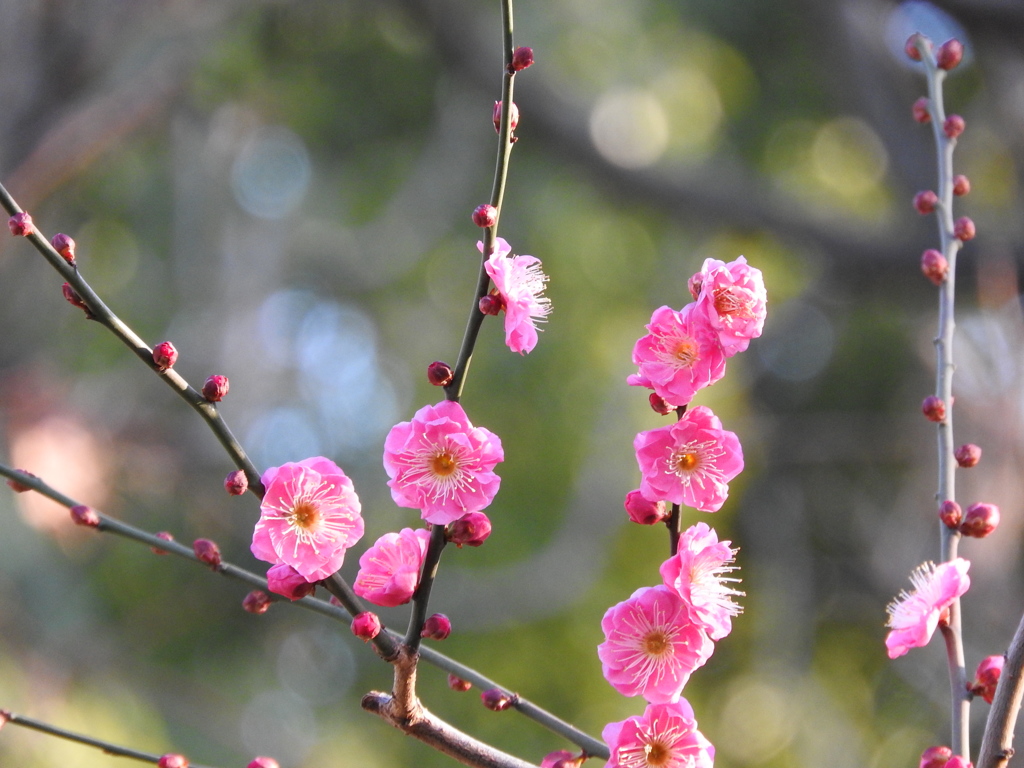 上野東照宮にて