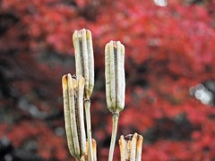 11月の光景