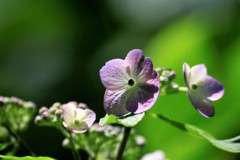 紫陽花の