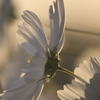 夕暮れのコスモス　白