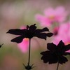 シルエット秋桜
