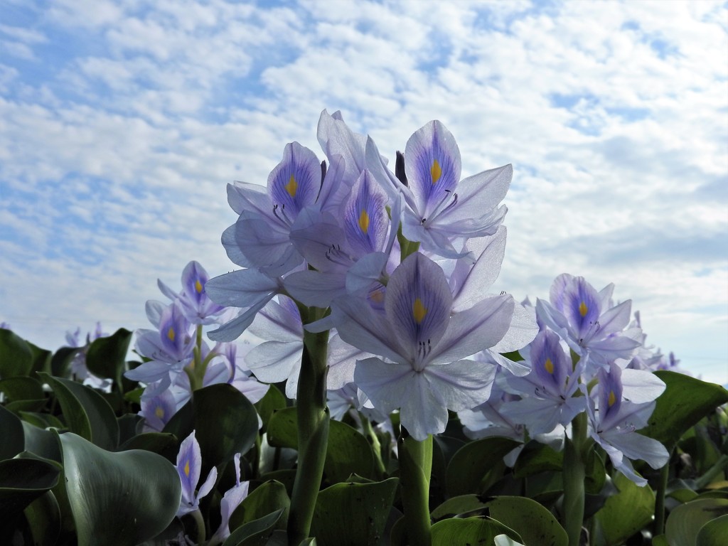 青空へ 