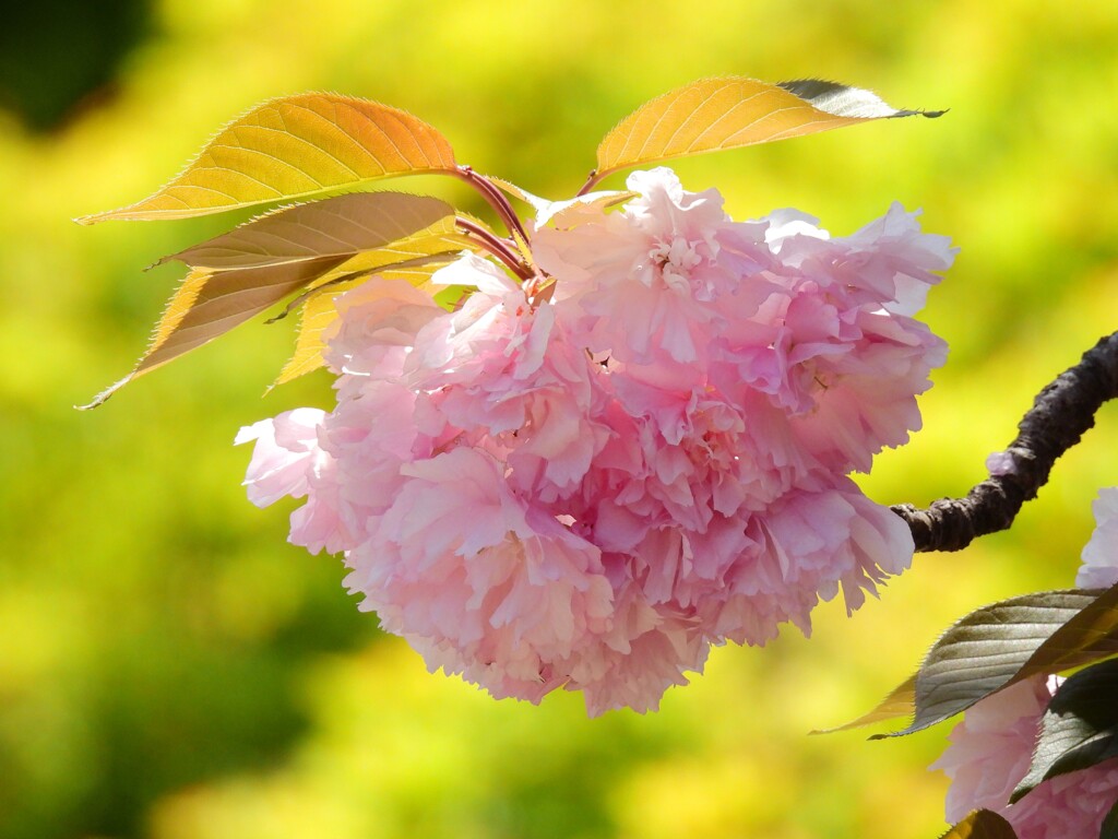 名残の桜も