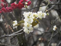 白梅くぐり