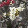 白梅くぐり