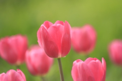 チューリップと