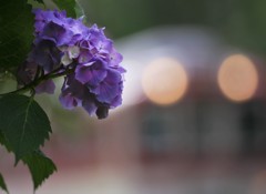 紫陽花と