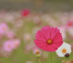 コスモスの花は今でも♪