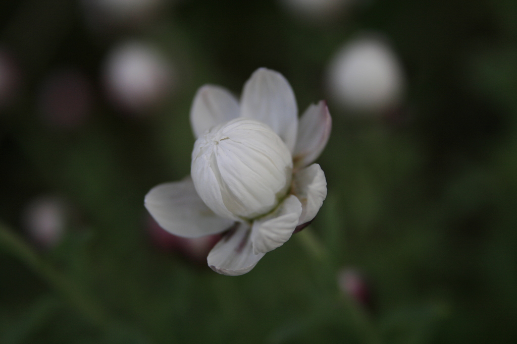 白い花