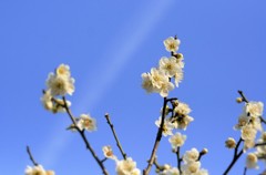 青空に
