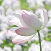 花蓮の向こうに　