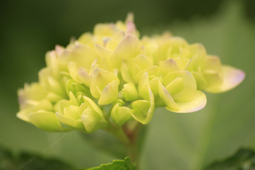 紫陽花　レモン色