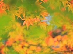 青紅葉の奥に