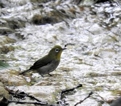 水浴びメジさん