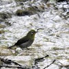 水浴びメジさん