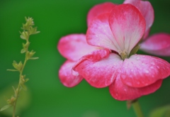 庭の花　みどりと