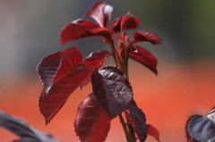 薔薇もスタンバイ