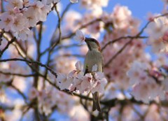 大中公園_0330 雀(3)