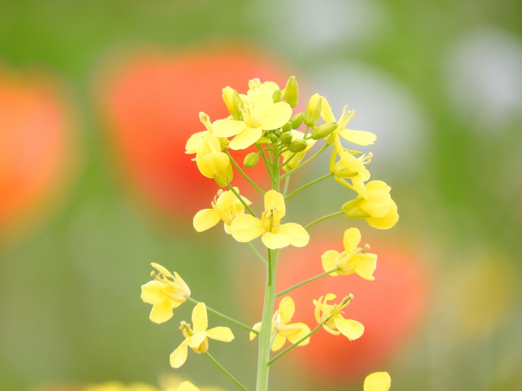 赤い花を添えて