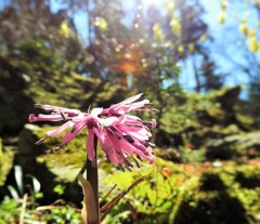 小さな花