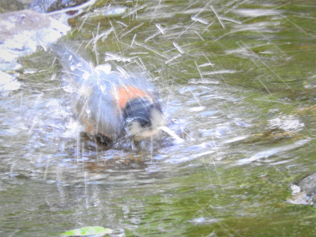 高速水浴び