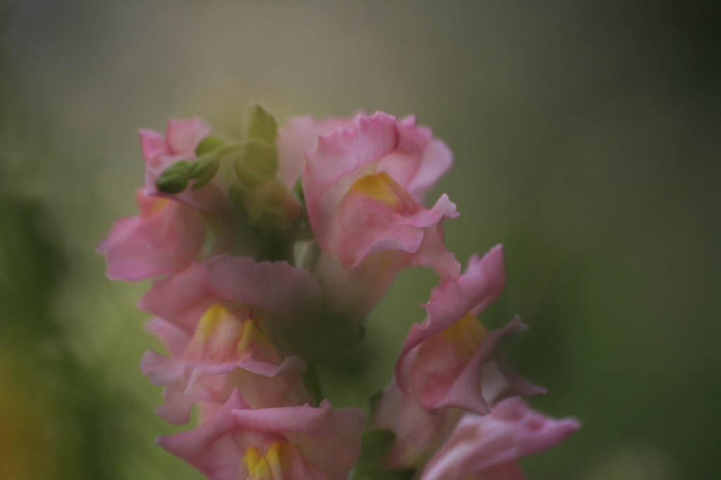 庭の花　金魚草