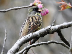 春の鳥　桜と