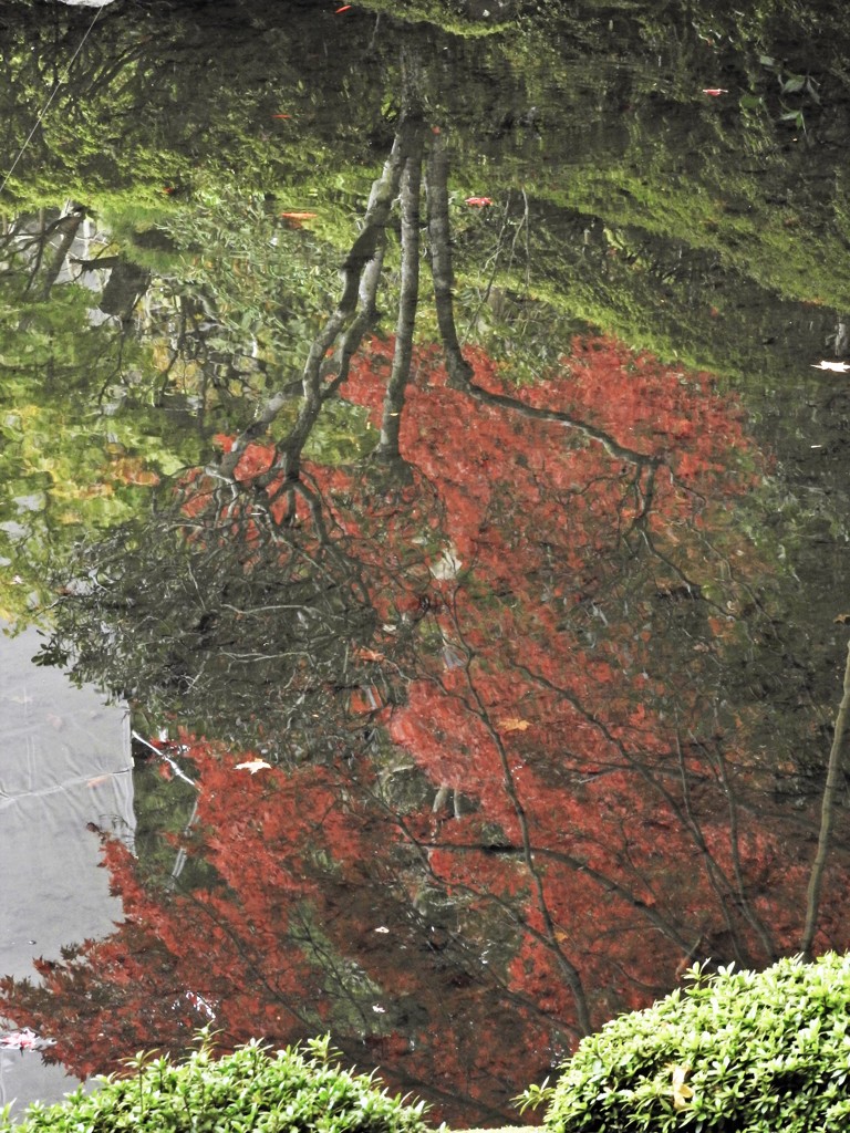 映る
