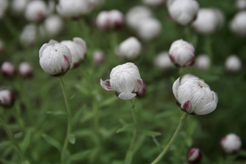 白い花　並んで