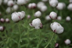 白い花　並んで