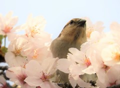 花に囲まれて