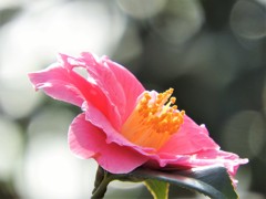 古寺の庭にて　花