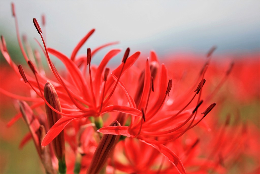 紅く赤く