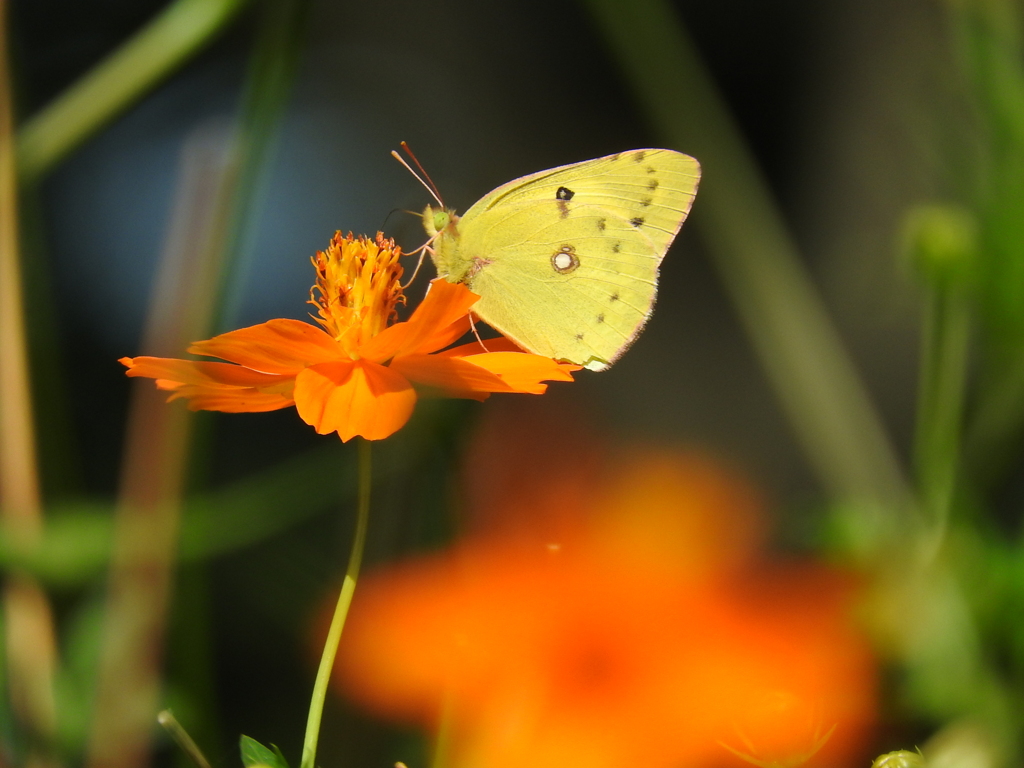 黄花と黄蝶