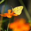 黄花と黄蝶