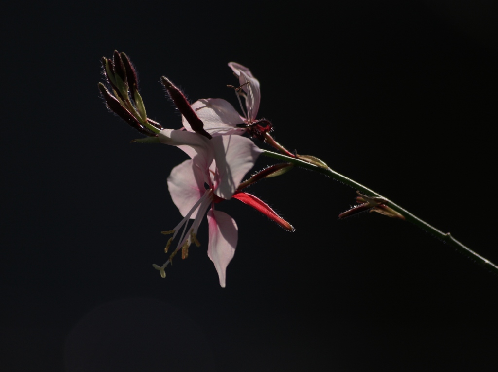 庭の花　ガウラ　白蝶草