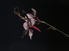 庭の花　ガウラ　白蝶草