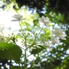 見上げてごらん