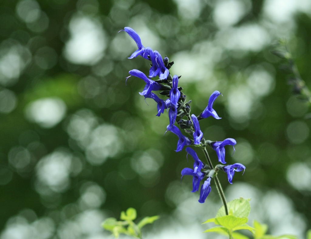 青い花のある風景Ⅱ