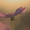 夕暮れのコスモスⅡ