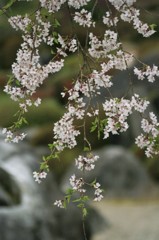 春の花　枝垂れ