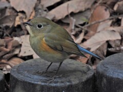 今日の瑠璃さん