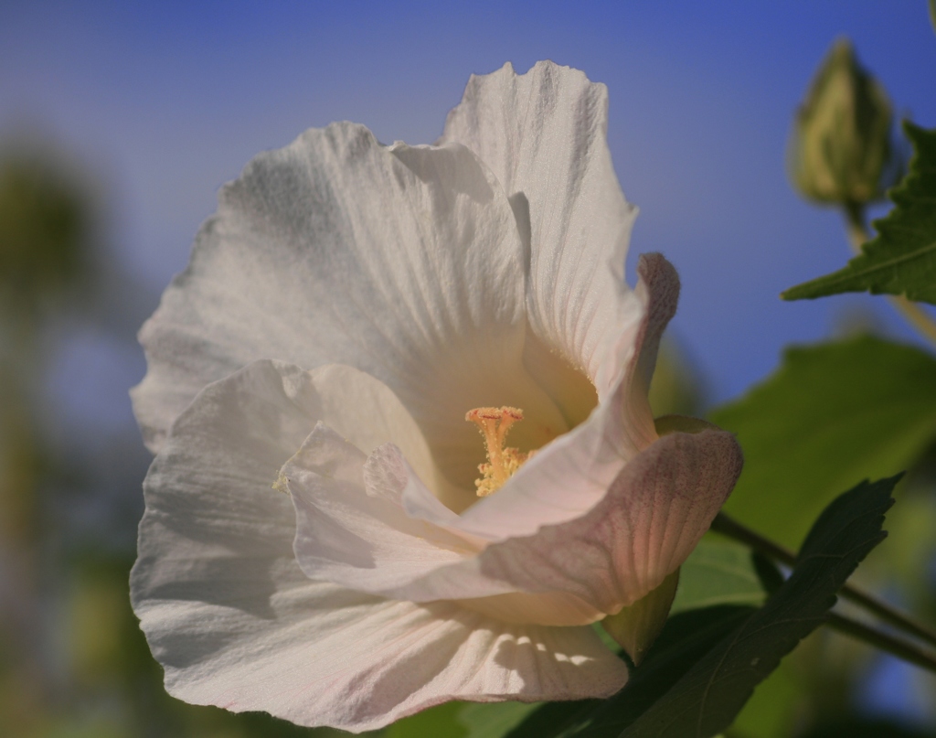 橘寺にて　芙蓉