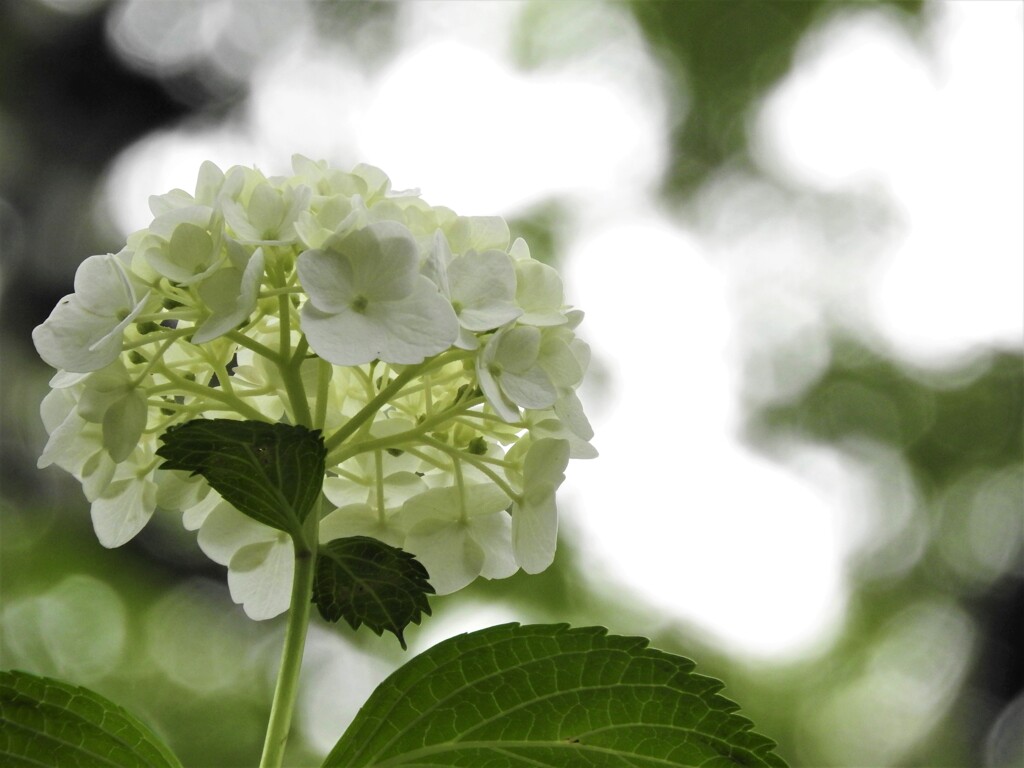 紫陽花を愛でる