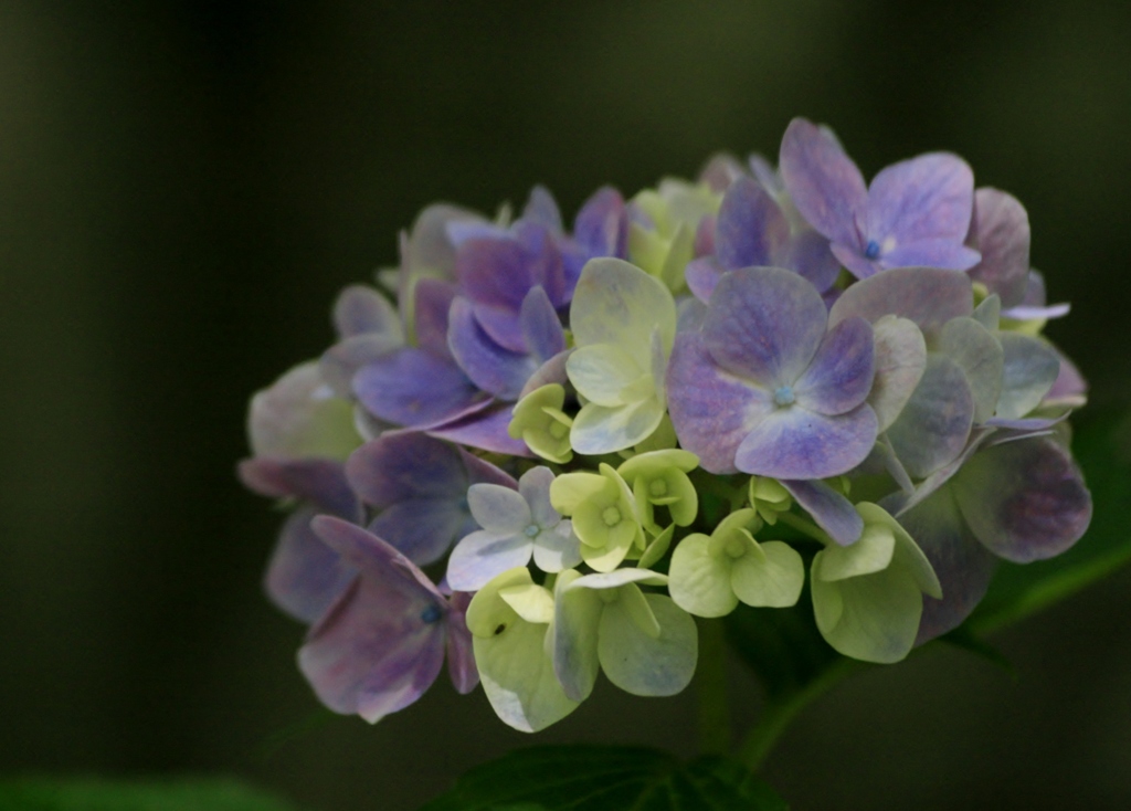 紫陽花　彩り