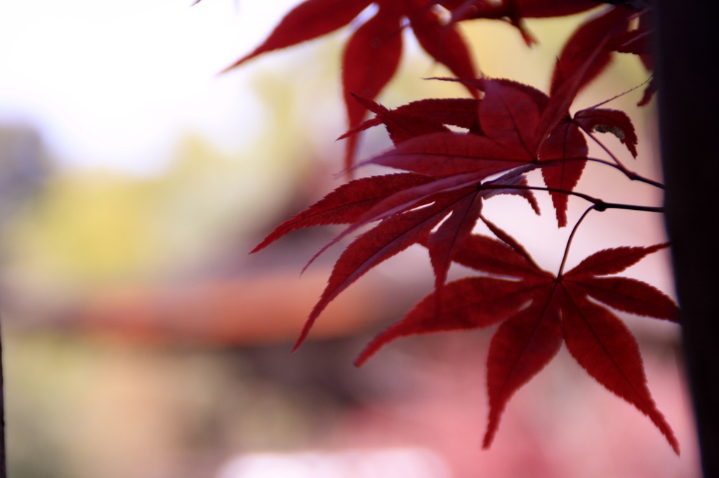 紅葉　赤の力