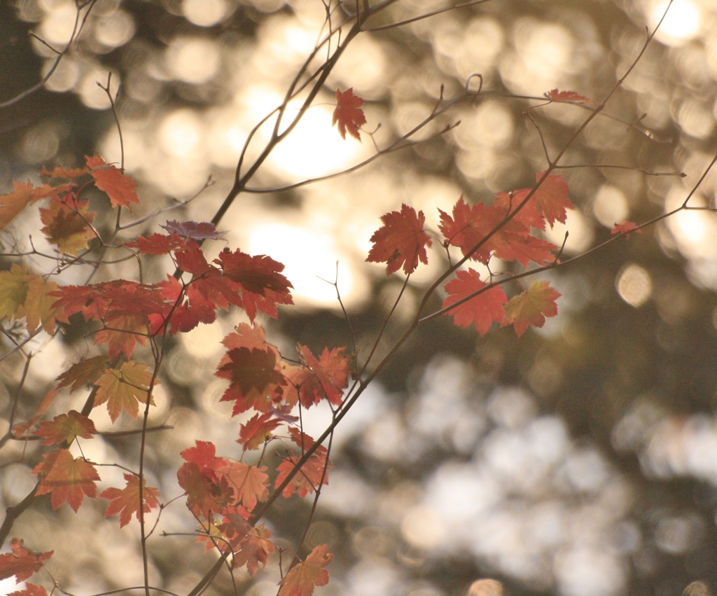 ヒカリ　ヒカリ