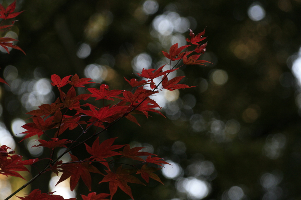 紅葉　