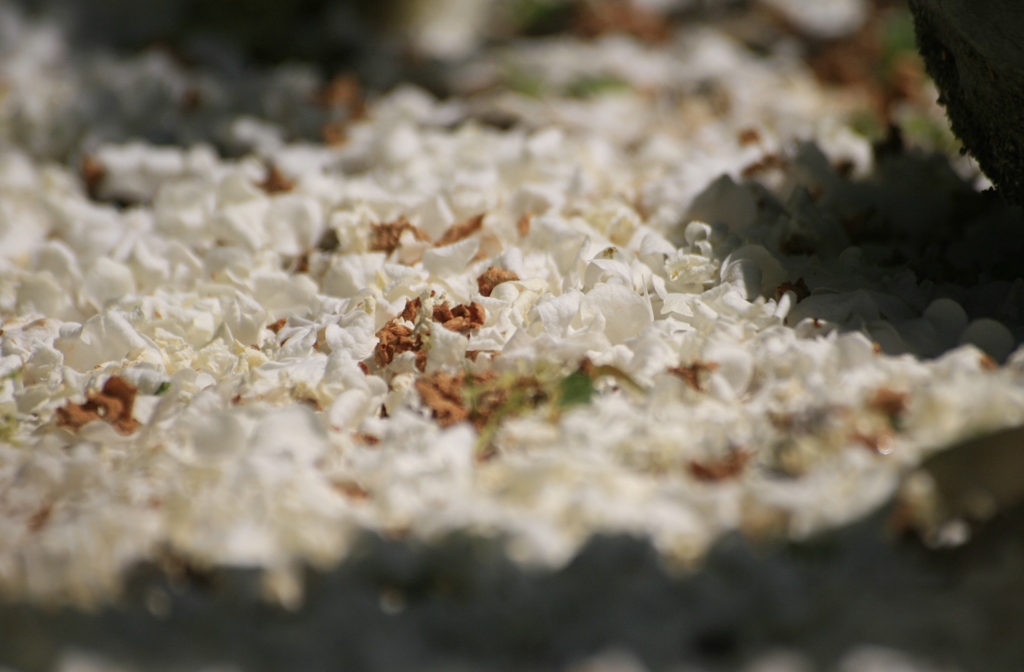 オオデマリ　落花